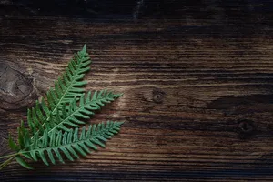 蕨类木纹素材图片第1张