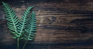 绿色蕨类木纹背景图片第1张