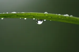 绿叶水滴ppt背景图片