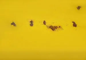 黄色系墙壁效果图片