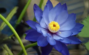 高清鲜花摄影图片壁纸