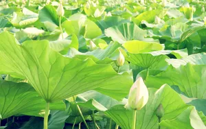 高清鲜花摄影图片壁纸_2