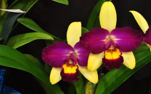 高清鲜花摄影图片壁纸_3