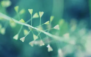 高清鲜花摄影图片壁纸_5
