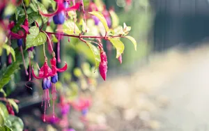 高清鲜花摄影图片壁纸_6