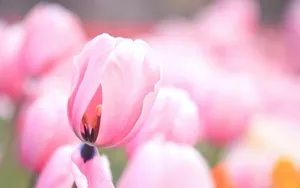 高清鲜花摄影图片壁纸_7