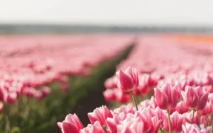 高清鲜花摄影图片壁纸_8