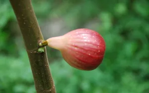无花果图片壁纸_10