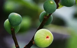 无花果图片壁纸_13