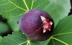 无花果图片壁纸_14