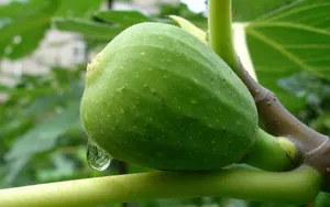 无花果图片壁纸_18