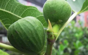 无花果图片壁纸_19