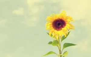 秋天的向日葵高清壁纸_9