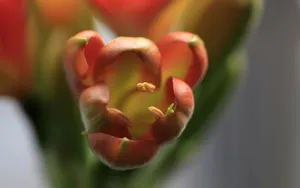 君子兰图片壁纸_23