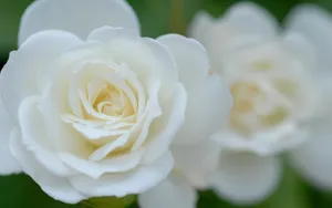 纯洁高贵的白玫瑰壁纸_7