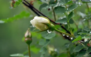 纯洁高贵的白玫瑰壁纸_8
