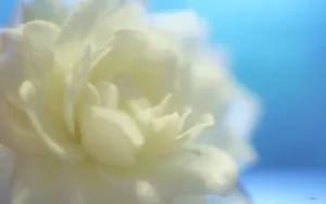 纯洁高贵的白玫瑰壁纸_12