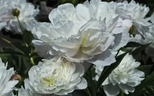 纯洁高贵的白玫瑰壁纸_19