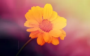 清新艳丽的花朵壁纸_2