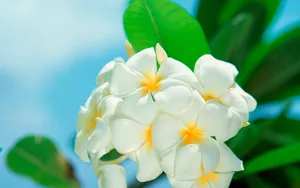 清新艳丽的花朵壁纸_3