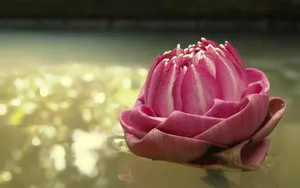 清新艳丽的花朵壁纸_5