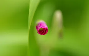 清新艳丽的花朵壁纸_7