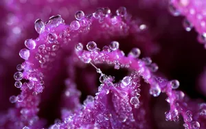 清新艳丽的花朵壁纸_9