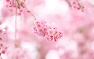 美丽花卉花儿图片壁纸_2