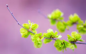 美丽花卉花儿图片壁纸_3