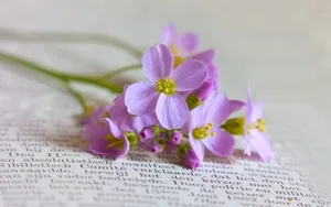 美丽花卉花儿图片壁纸_5