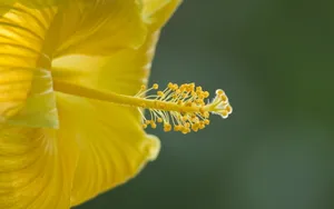 美丽花卉花儿图片壁纸_8
