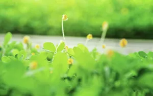 美丽花卉花儿图片壁纸_9
