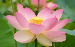 美丽花卉花儿图片壁纸_10