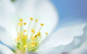 美丽花卉花儿图片壁纸_12