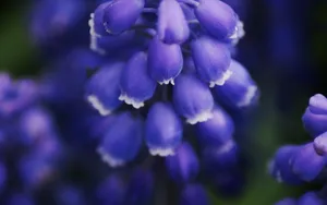 美丽花卉花儿图片壁纸_14