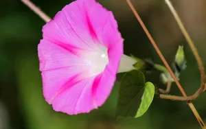 美丽花卉花儿图片壁纸_16