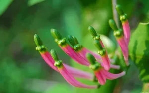 美丽花卉花儿图片壁纸_17