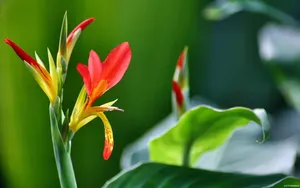 美丽花卉花儿图片壁纸_18