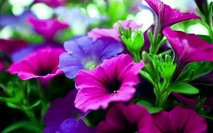 美丽花卉花儿图片壁纸_20