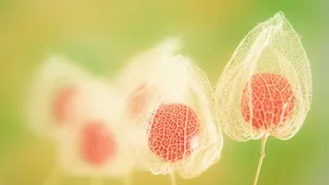 花之世界植物花卉精美壁纸