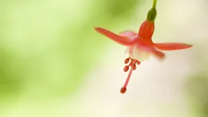 花之世界植物花卉精美壁纸_10