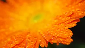 花之世界植物花卉精美壁纸_15