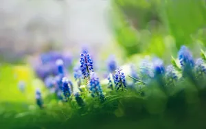 lomo风格唯美小清新花草壁纸