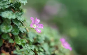 lomo风格唯美小清新花草壁纸_2