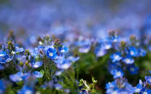 lomo风格唯美小清新花草壁纸_3