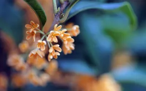 lomo风格唯美小清新花草壁纸_5