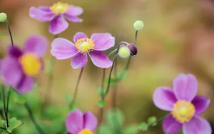 lomo风格唯美小清新花草壁纸_6