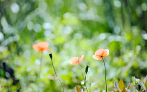 lomo风格唯美小清新花草壁纸_9