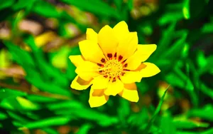 lomo风格唯美小清新花草壁纸_10