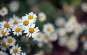 lomo风格唯美小清新花草壁纸_11
